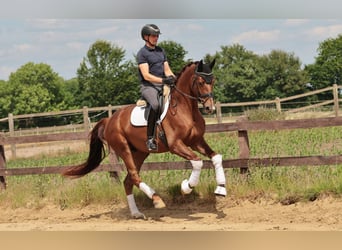 Westphalian, Gelding, 5 years, 16,3 hh, Chestnut, in Greven