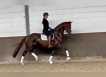 German Sport Horse, Mare, 6 years, 16,2 hh, Chestnut, in Lohne (Oldenburg)