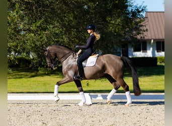 Hanoverian, Gelding, 9 years, 16,3 hh, Brown, in Califon New Jersey