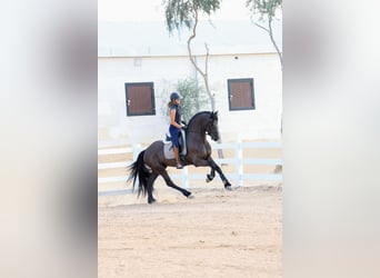 Friesian horses, Stallion, 4 years, 16 hh, Black, in Dubai