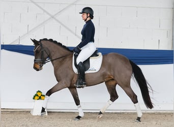 Aline-Hanna - Lot Nr. 16