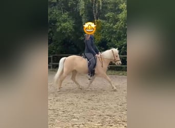 Vidur vom Panoramahof