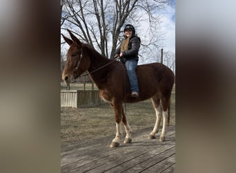 Mule, Mare, 10 years, 15 hh, Sorrel, in Moscow