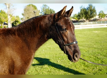 Andalusian, Mare, 2 years, 14 hh, Bay, in Corona, CA