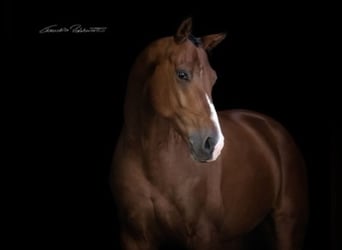 Hanoverian, Gelding, 11 years, 16,2 hh, Brown-Light, in Bruck