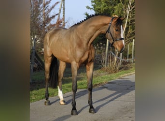 KWPN, Gelding, 4 years, 16,1 hh, Brown, in Szarvas