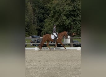 KWPN Mix, Mare, 5 years, 16 hh, Chestnut-Red, in OberburgaU
