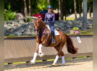 Danish Warmblood, Gelding, 8 years, 16,3 hh, Chestnut, in Califon New Jersey