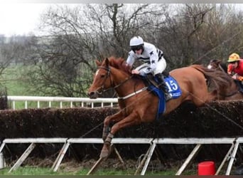 Irish Thoroughbred, Mare, 7 years, 15,2 hh, Chestnut-Red, in Issum