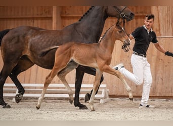 Zangersheider, Stallion, 1 year, 17 hh, Brown, in Bobrowice