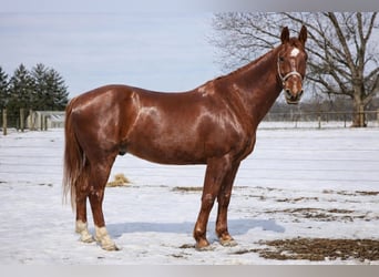 Oldenburg Mix, Gelding, 11 years, 15,3 hh, Sorrel, in Walbridge