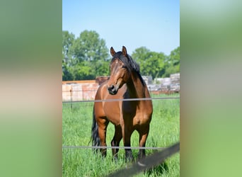 German Riding Horse, Gelding, 5 years, 17 hh, Brown, in Greven