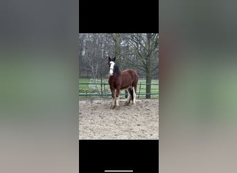 Clydesdale, Stallion, 2 years, 15,3 hh, Brown, in Issum