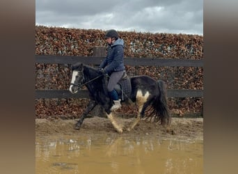 Gypsy Horse Mix, Mare, 5 years, 12,2 hh, Pinto, in Daleiden