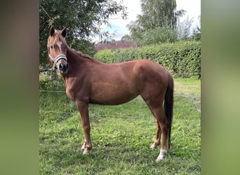German Riding Pony, Mare, 5 years, 13,2 hh, Chestnut-Red, in Suhlendorf