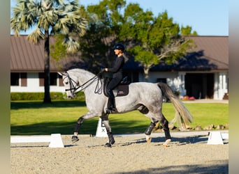 Hanoverian, Gelding, 7 years, 17 hh, Grey, in Califon New Jersey
