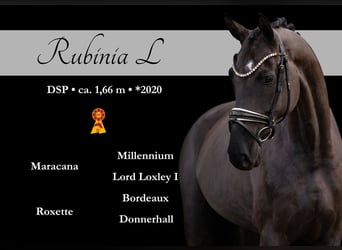 RUBINIA