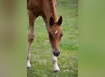 German Sport Horse, Stallion, 1 year, Chestnut-Red, in Malchow