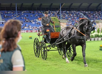 Alt Oldenburg, Stallion, 13 years, 16 hh, Black