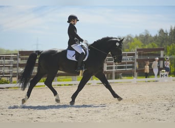 Alt Oldenburg, Stallion, 13 years, 16 hh, Black