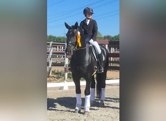 Alt Oldenburg, Stallion, 13 years, 16 hh, Black