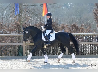 Alt Oldenburg, Stallion, 13 years, 16 hh, Black