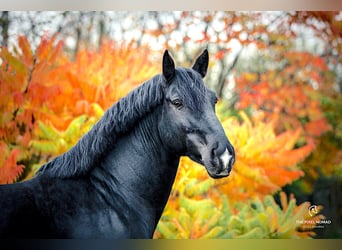Alt Oldenburg, Stallion, 13 years, 16 hh, Black