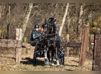 Alt Oldenburg, Stallion, 13 years, 16 hh, Black