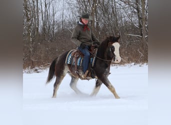 American Paint Horse, Gelding, 10 years, 14,1 hh, Roan-Blue