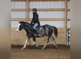 American Paint Horse, Gelding, 10 years, 14,1 hh, Roan-Blue