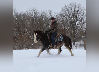 American Paint Horse, Gelding, 10 years, 14,1 hh, Roan-Blue