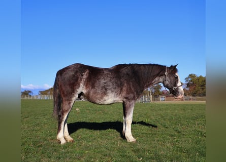 American Paint Horse, Gelding, 10 years, 14,1 hh, Roan-Blue