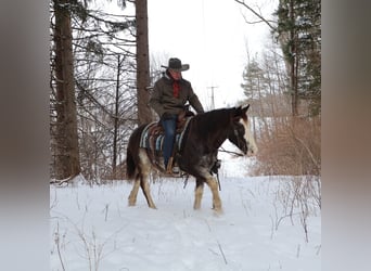 American Paint Horse, Gelding, 10 years, 14,1 hh, Roan-Blue