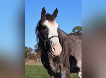 American Paint Horse, Gelding, 10 years, 14,1 hh, Roan-Blue