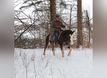 American Paint Horse, Gelding, 10 years, 14,1 hh, Roan-Blue