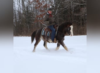 American Paint Horse, Gelding, 10 years, 14,1 hh, Roan-Blue