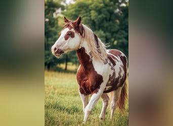 American Paint Horse, Stallion, 18 years, 15,1 hh, Pinto