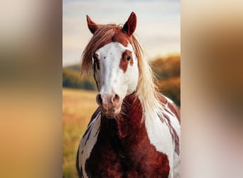 American Paint Horse, Stallion, 18 years, 15,1 hh, Pinto