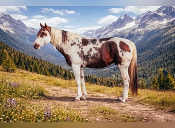 American Paint Horse, Stallion, 18 years, 15,1 hh, Pinto