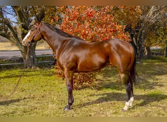 American Quarter Horse, Gelding, 13 years, 16 hh, Bay