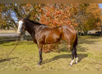 American Quarter Horse, Gelding, 13 years, 16 hh, Bay