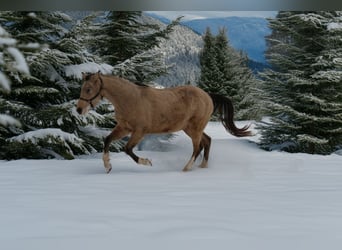 American Quarter Horse, Gelding, 3 years, 14,2 hh, Buckskin