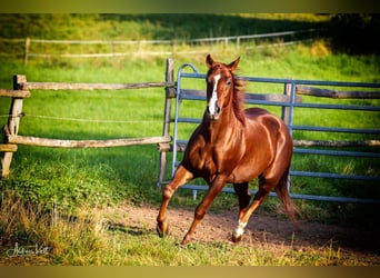 American Quarter Horse, Gelding, 9 years, 14,2 hh, Chestnut-Red