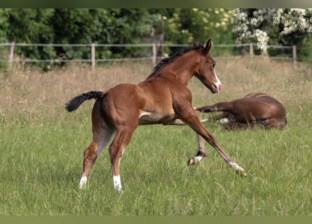 American Quarter Horse, Mare, 1 year, 14,2 hh, Brown