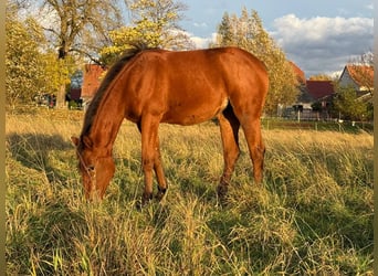 American Quarter Horse, Mare, 1 year, 14,2 hh, Brown