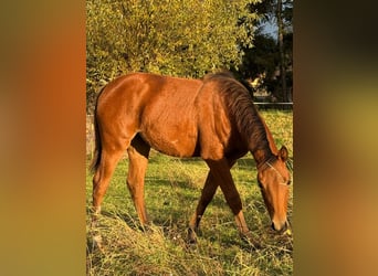American Quarter Horse, Mare, 1 year, 14,2 hh, Brown