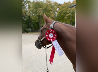 American Quarter Horse, Mare, 1 year, 14,2 hh, Brown