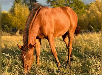 American Quarter Horse, Mare, 1 year, 14,2 hh, Brown