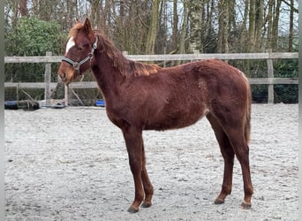 American Quarter Horse, Mare, 1 year, 14,3 hh, Chestnut-Red