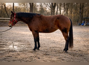 American Quarter Horse, Mare, 3 years, 13,2 hh, Brown